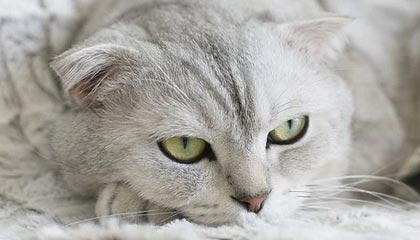 欢迎使用Z-BlogPHP！